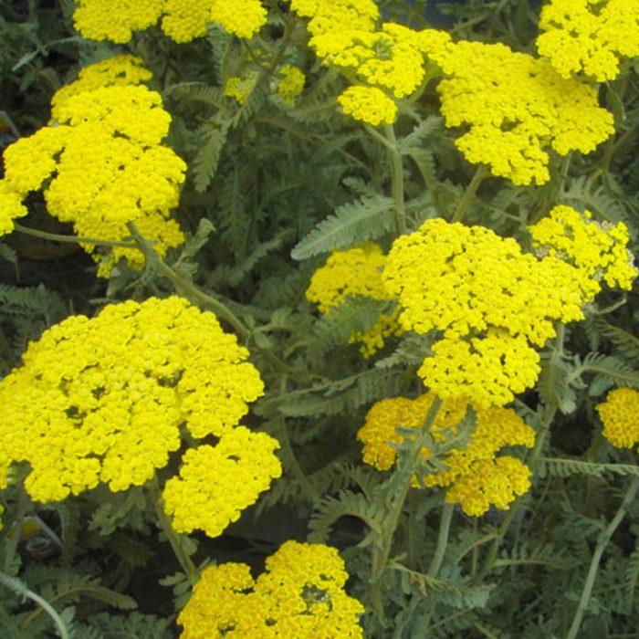 G874 Achillea Millefolium X Moonshine - View 14 from www redcrocus com