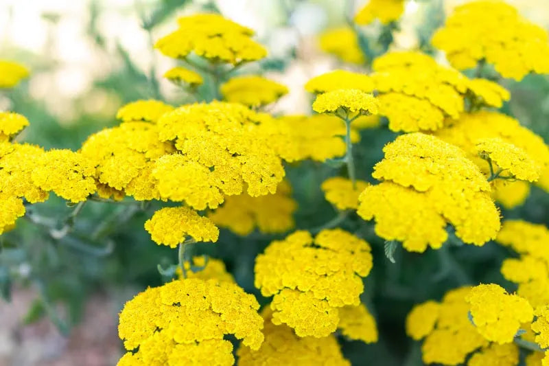 G874 Achillea Millefolium X Moonshine - View 15 from www redcrocus com
