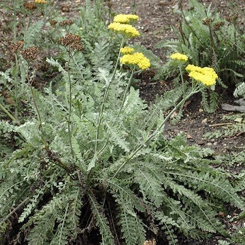 G874 Achillea Millefolium X Moonshine - View 17 from www redcrocus com