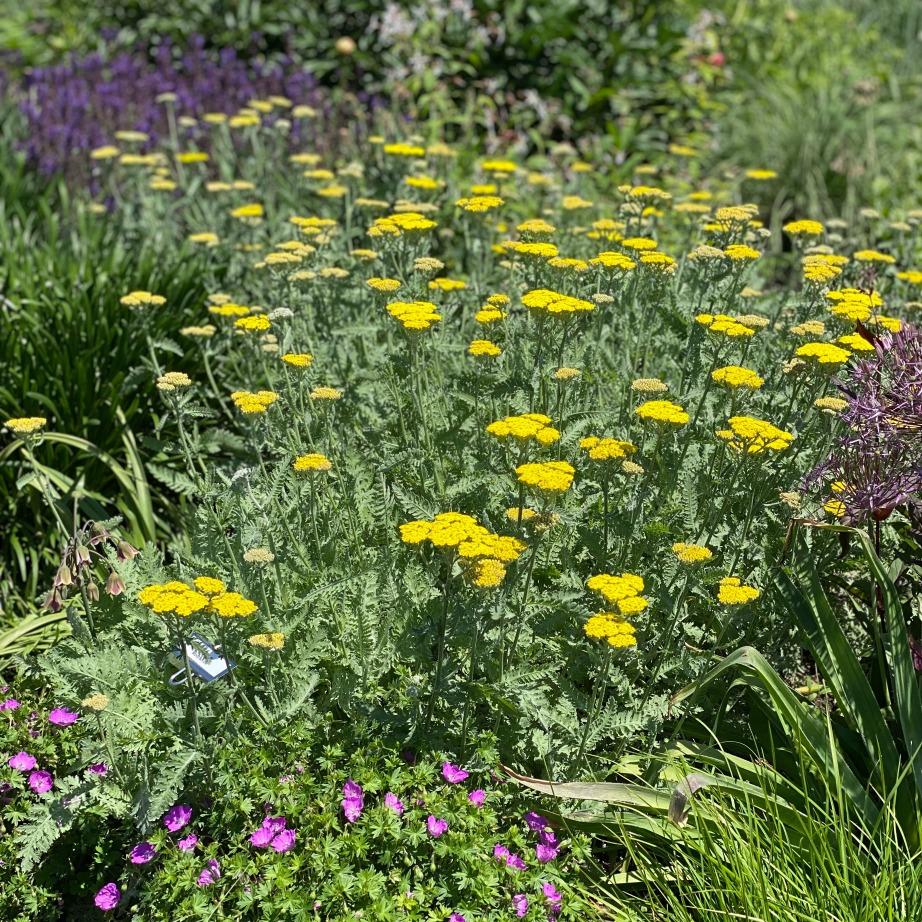 G874 Achillea Millefolium X Moonshine - View 1 from www redcrocus com