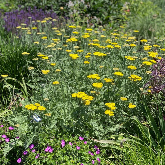 G874 Achillea Millefolium X Moonshine - View 1 from www redcrocus com