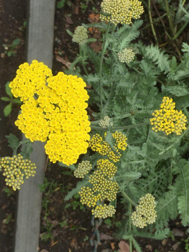 G874 Achillea Millefolium X Moonshine - View 2 from www redcrocus com