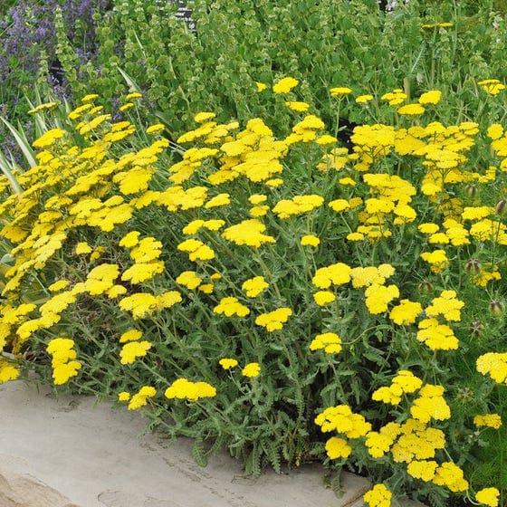 G874 Achillea Millefolium X Moonshine - View 3 from www redcrocus com
