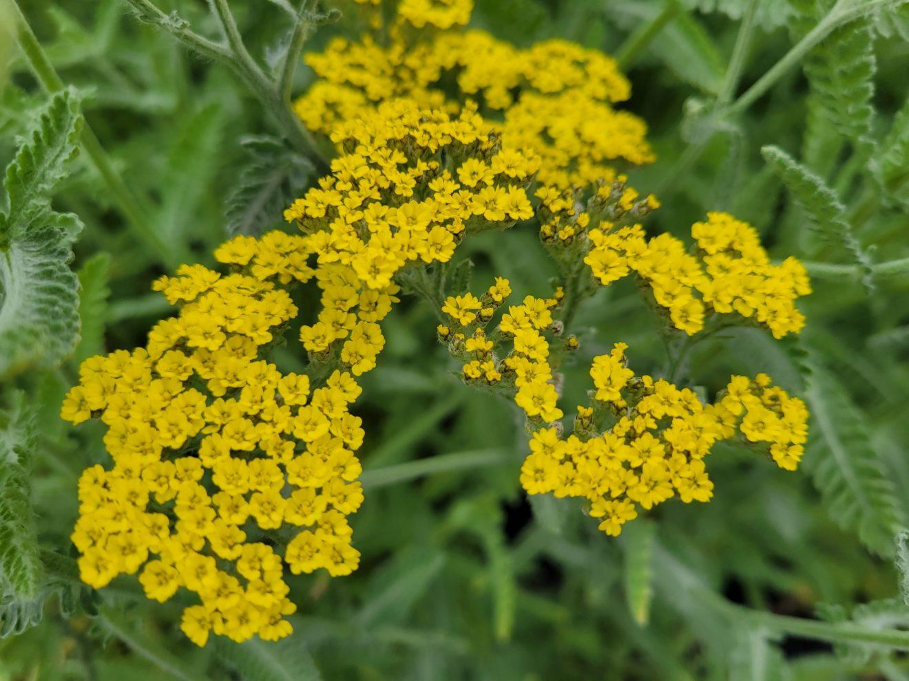 G874 Achillea Millefolium X Moonshine - View 4 from www redcrocus com