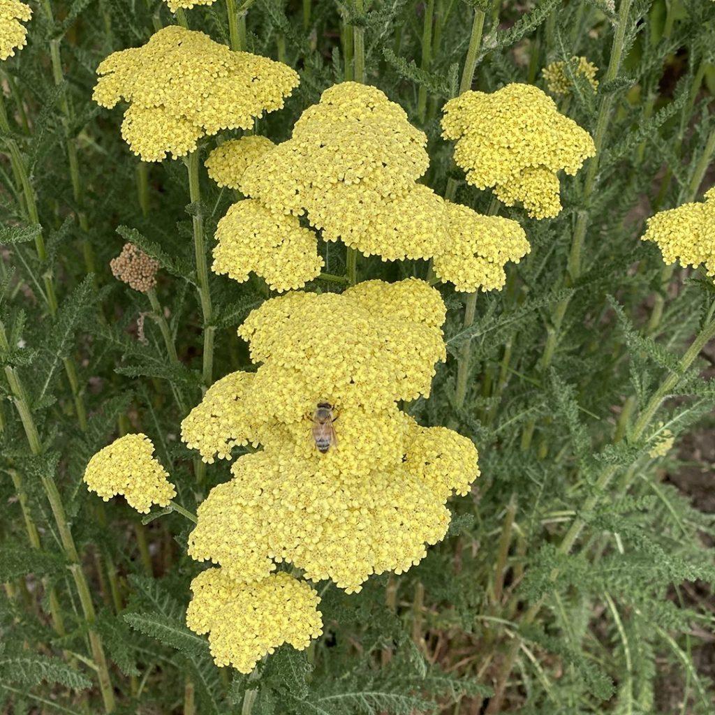 G874 Achillea Millefolium X Moonshine - View 5 from www redcrocus com