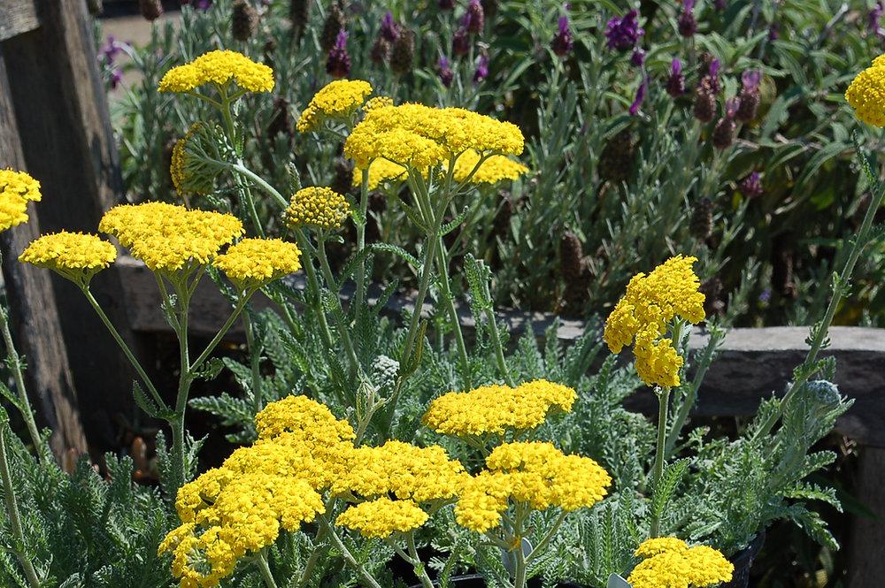 G874 Achillea Millefolium X Moonshine - View 7 from www redcrocus com