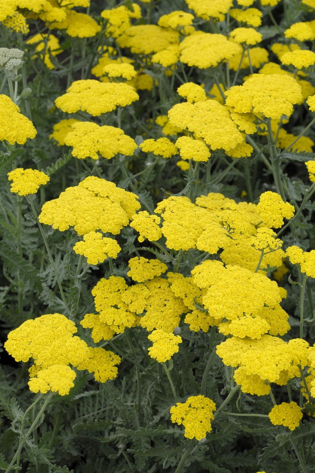 G874 Achillea Millefolium X Moonshine - View 9 from www redcrocus com