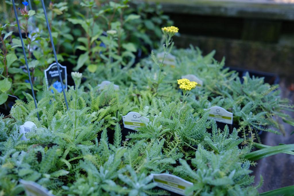 G874 Achillea Millefolium X 'moonshine' - View 10 from www redcrocus com