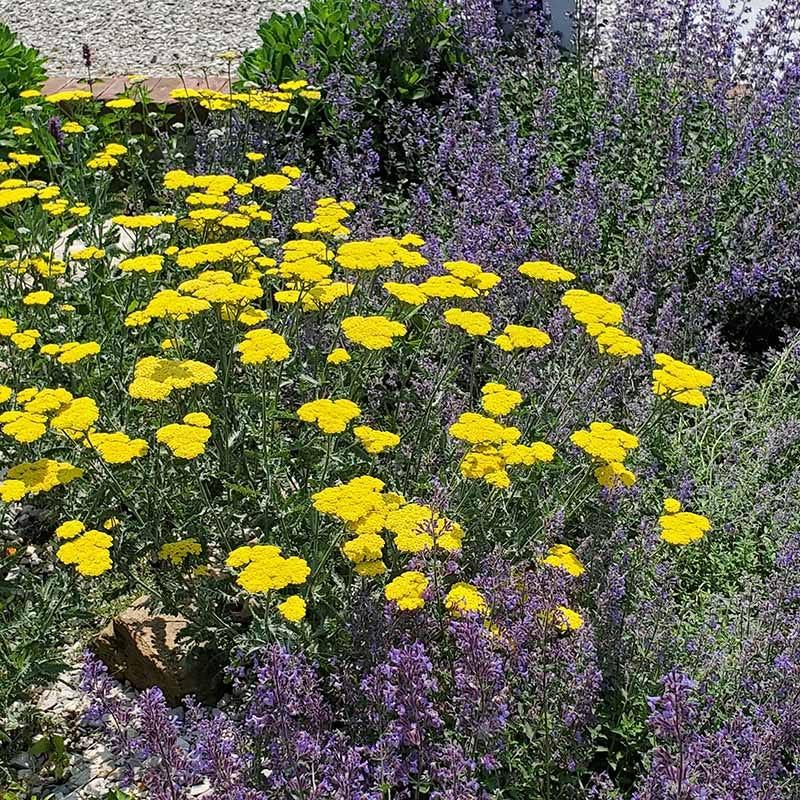 G874 Achillea Millefolium X 'moonshine' - View 11 from www redcrocus com