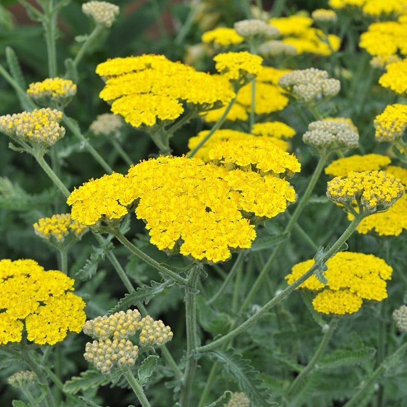 G874 Achillea Millefolium X 'moonshine' - View 13 from www redcrocus com