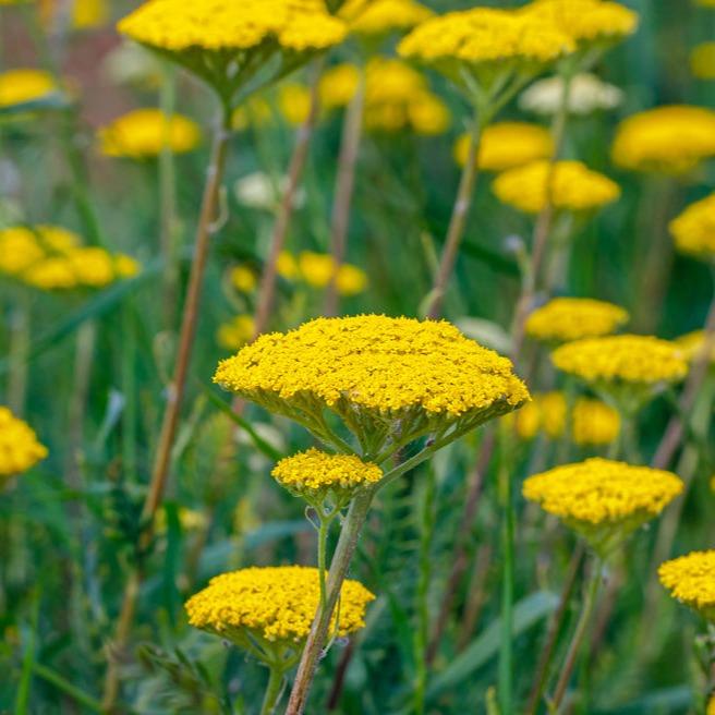 G874 Achillea Millefolium X 'moonshine' - View 16 from www redcrocus com