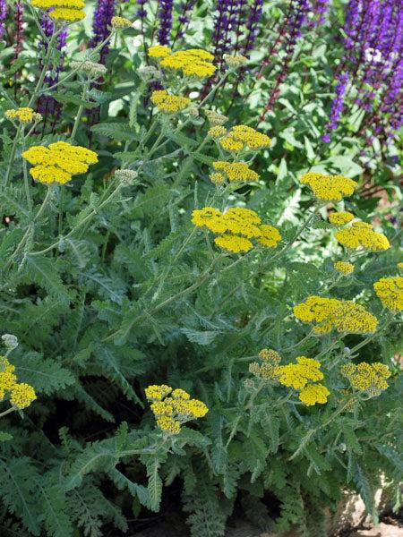 G874 Achillea Millefolium X 'moonshine' - View 18 from www redcrocus com