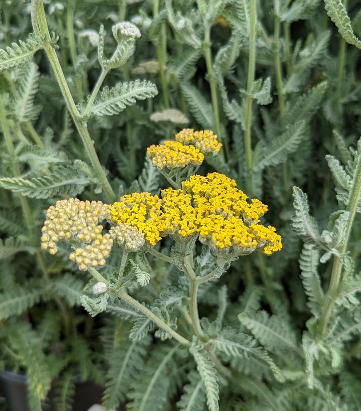 G874 Achillea Millefolium X 'moonshine' - View 19 from www redcrocus com