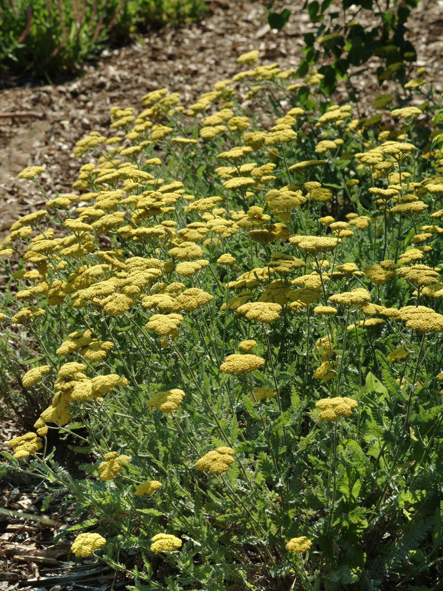 G874 Achillea Millefolium X 'moonshine' - View 1 from www redcrocus com