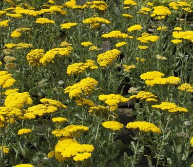 G874 Achillea Millefolium X 'moonshine' - View 20 from www redcrocus com