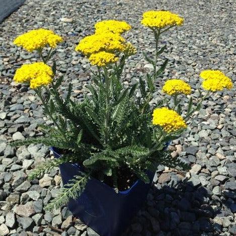 G874 Achillea Millefolium X 'moonshine' - View 21 from www redcrocus com