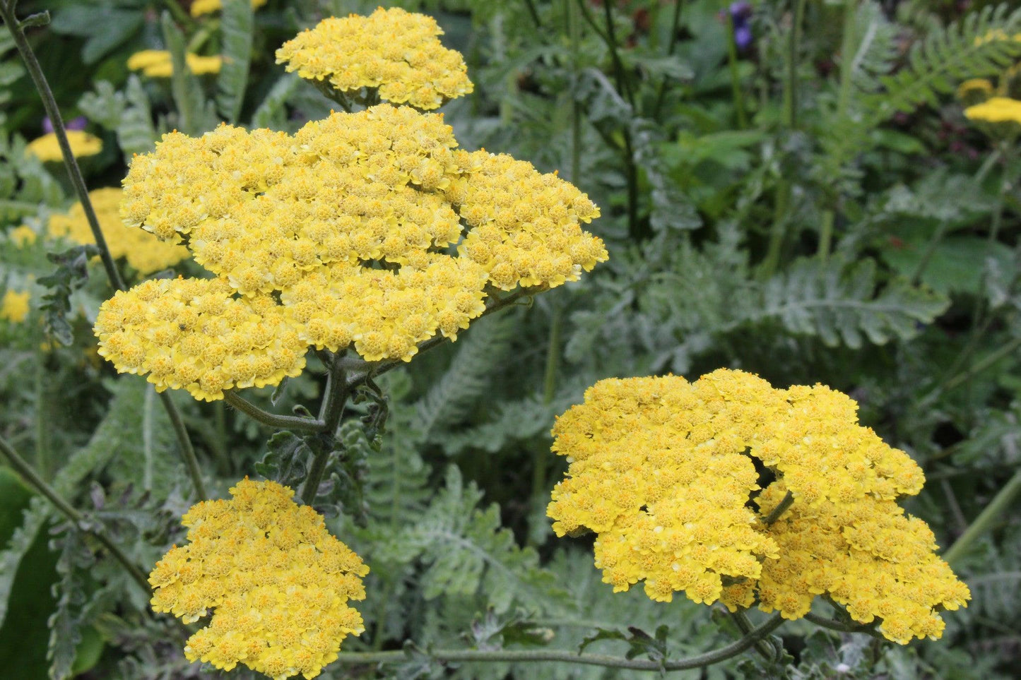 G874 Achillea Millefolium X 'moonshine' - View 22 from www redcrocus com