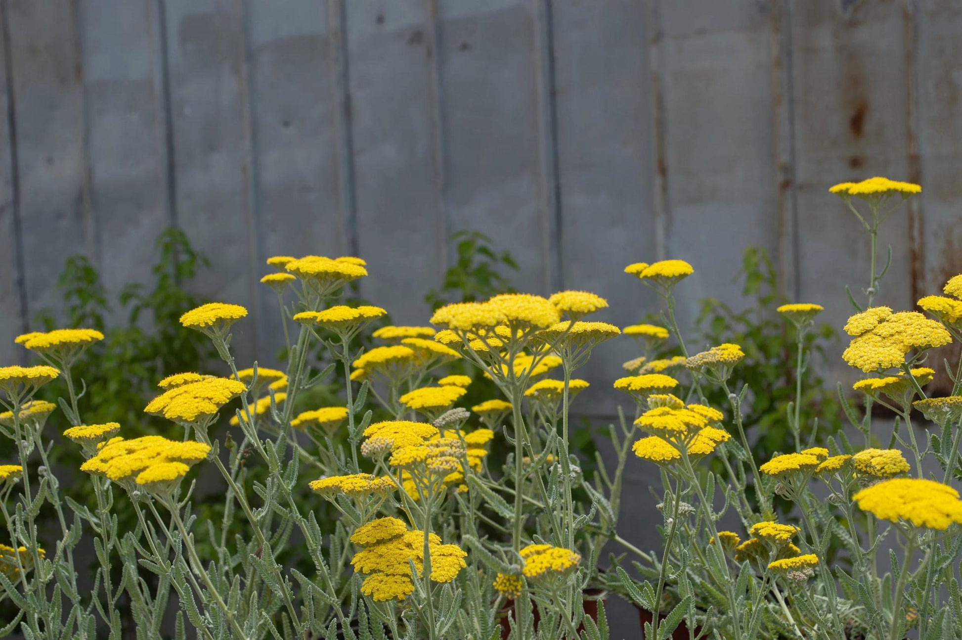 G874 Achillea Millefolium X 'moonshine' - View 23 from www redcrocus com