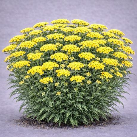 G874 Achillea Millefolium X 'moonshine' - View 24 from www redcrocus com
