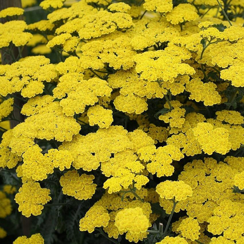 G874 Achillea Millefolium X 'moonshine' - View 25 from www redcrocus com