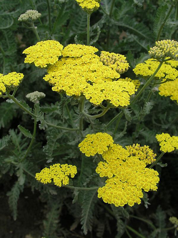 G874 Achillea Millefolium X 'moonshine' - View 26 from www redcrocus com