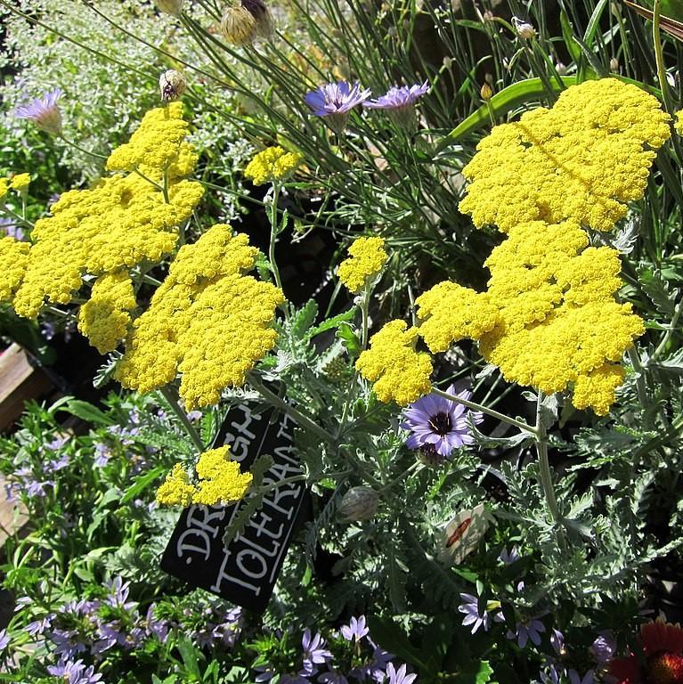 G874 Achillea Millefolium X 'moonshine' - View 27 from www redcrocus com
