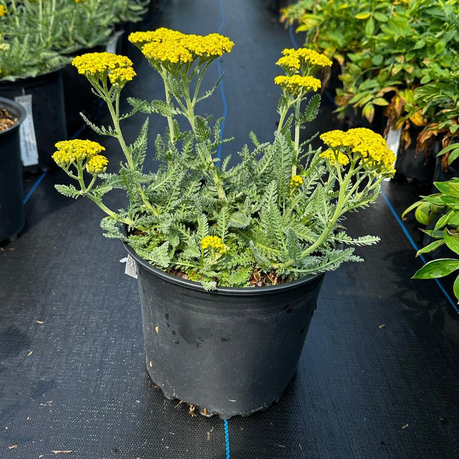 G874 Achillea Millefolium X 'moonshine' - View 28 from www redcrocus com