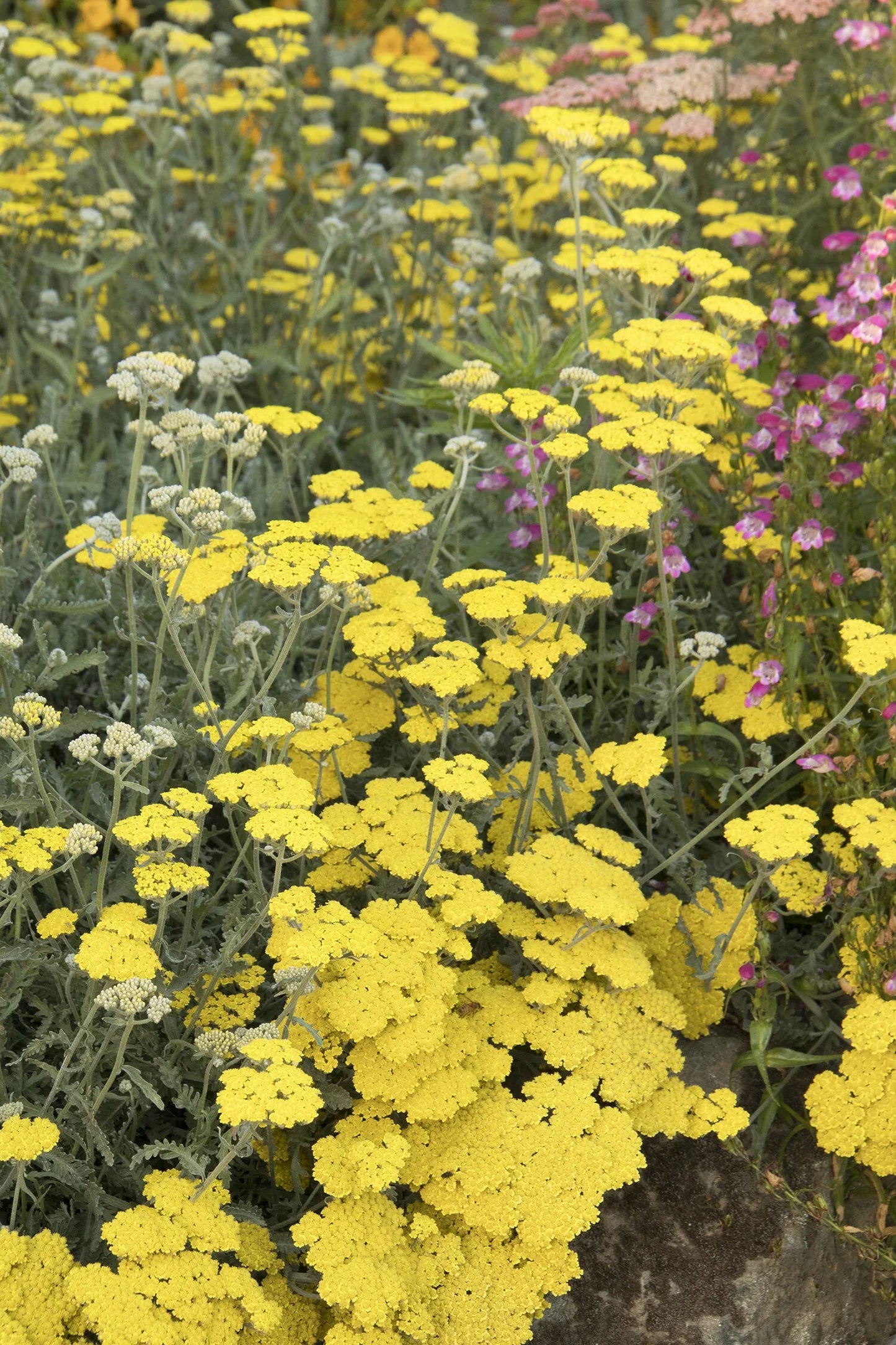 G874 Achillea Millefolium X 'moonshine' - View 29 from www redcrocus com