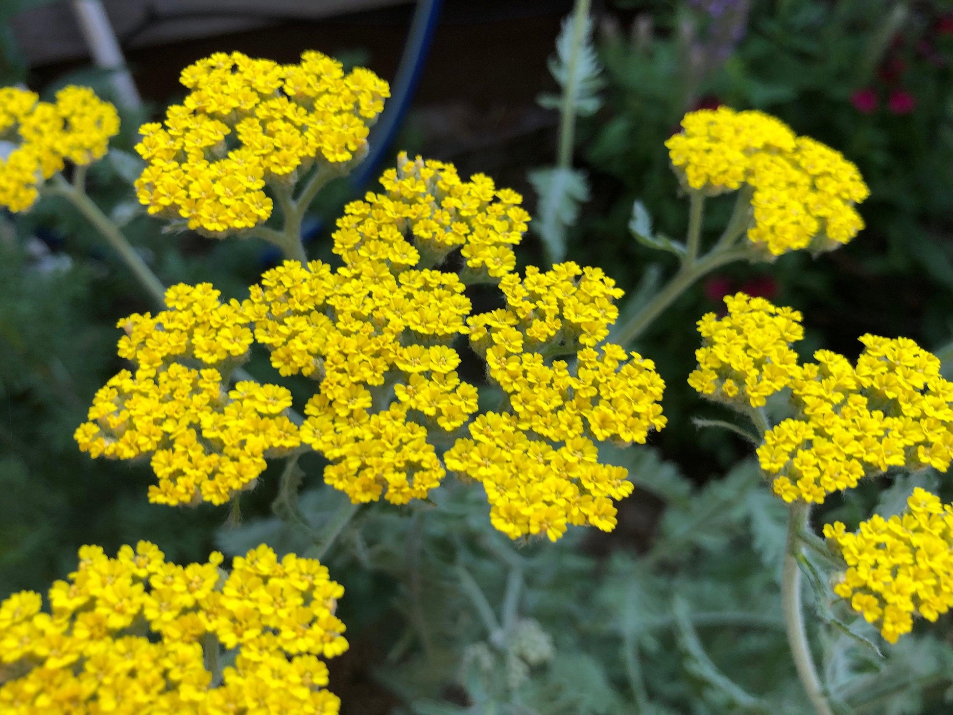 G874 Achillea Millefolium X 'moonshine' - View 32 from www redcrocus com