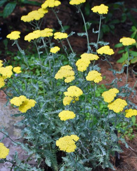 G874 Achillea Millefolium X 'moonshine' - View 34 from www redcrocus com