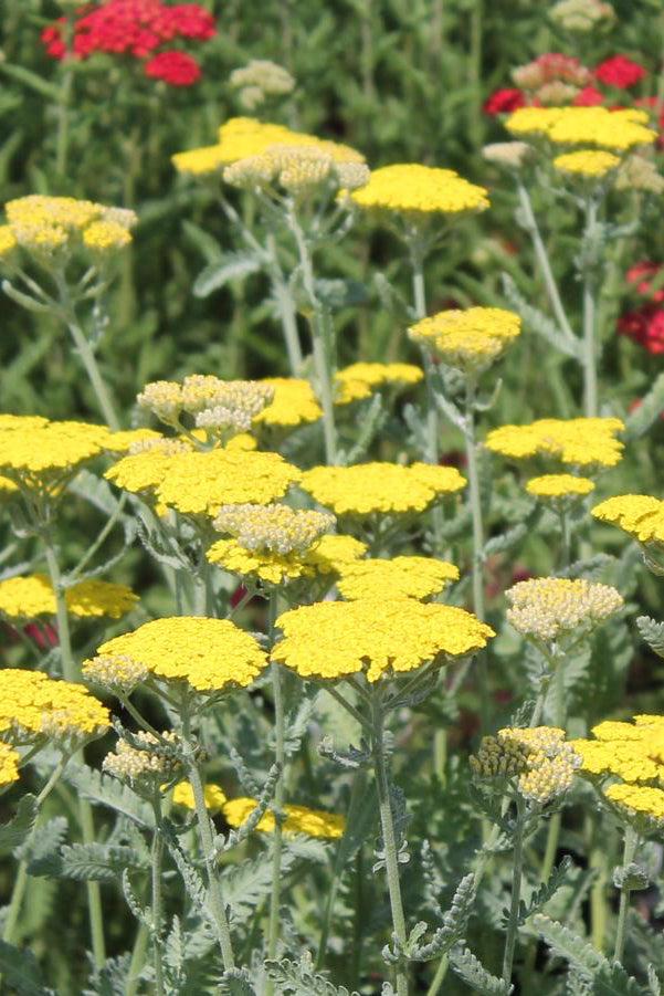 G874 Achillea Millefolium X 'moonshine' - View 35 from www redcrocus com