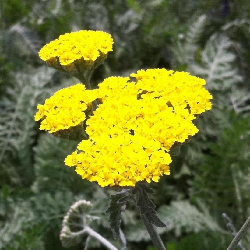 G874 Achillea Millefolium X 'moonshine' - View 36 from www redcrocus com