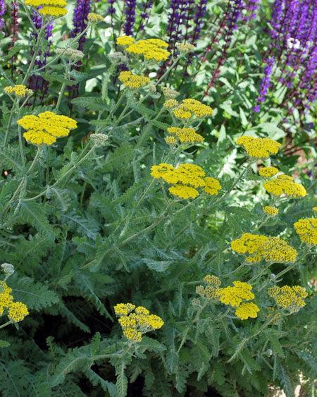 G874 Achillea Millefolium X 'moonshine' - View 37 from www redcrocus com