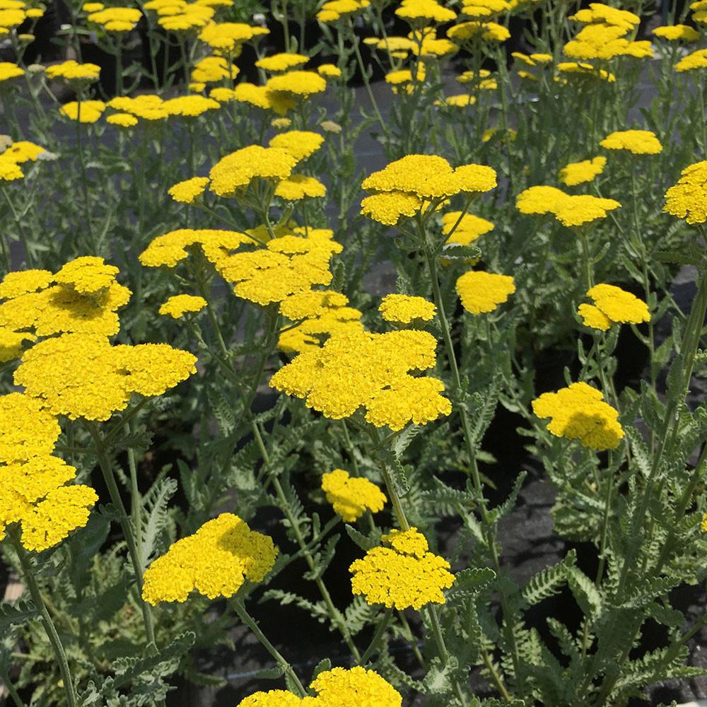 G874 Achillea Millefolium X 'moonshine' - View 38 from www redcrocus com