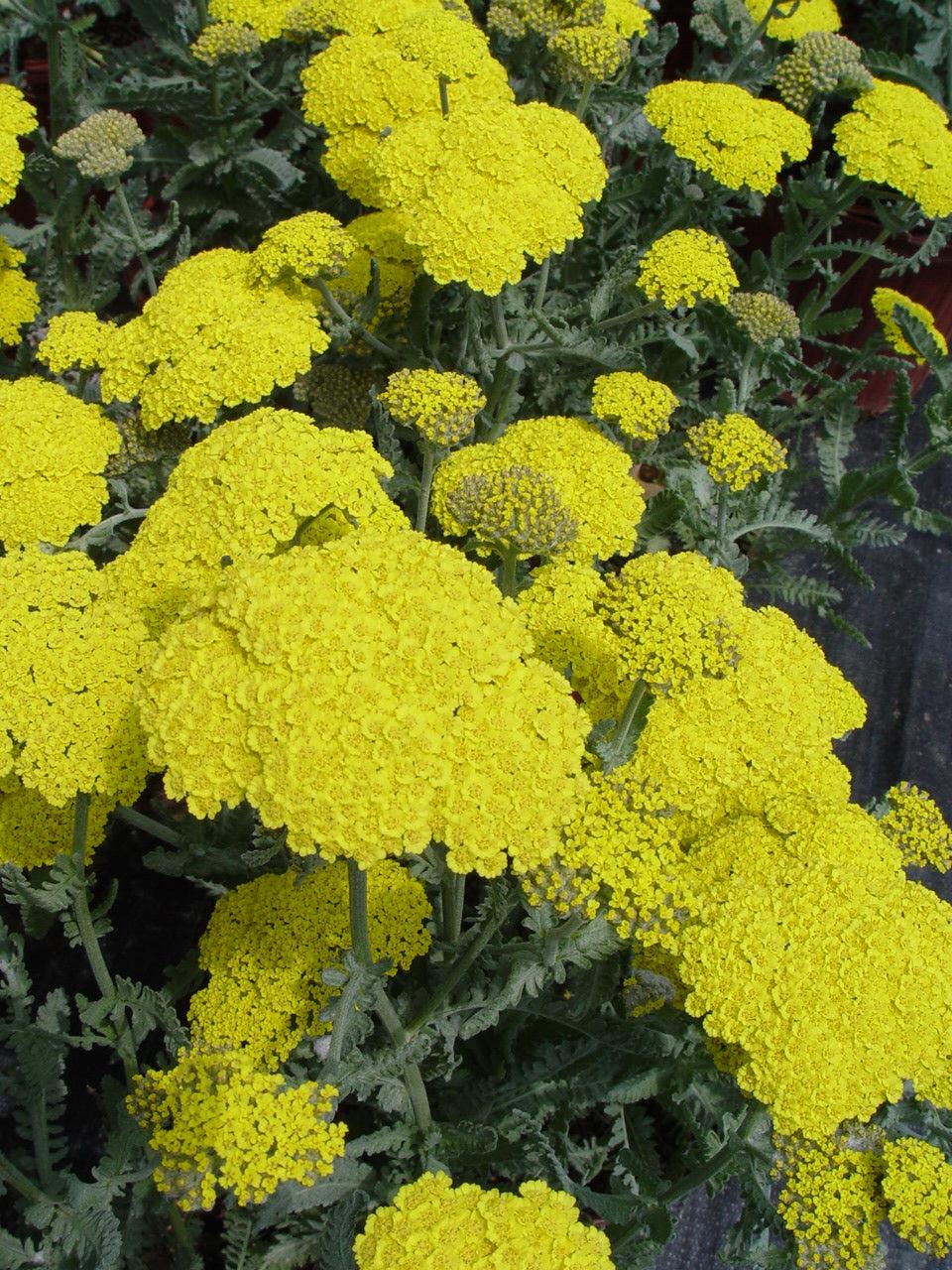 G874 Achillea Millefolium X 'moonshine' - View 39 from www redcrocus com