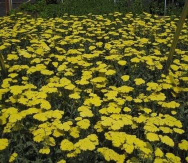 G874 Achillea Millefolium X 'moonshine' - View 4 from www redcrocus com