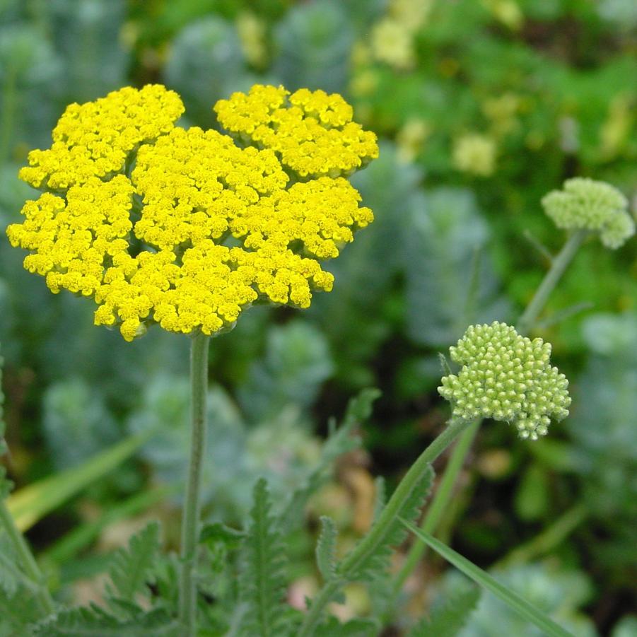 G874 Achillea Millefolium X 'moonshine' - View 5 from www redcrocus com