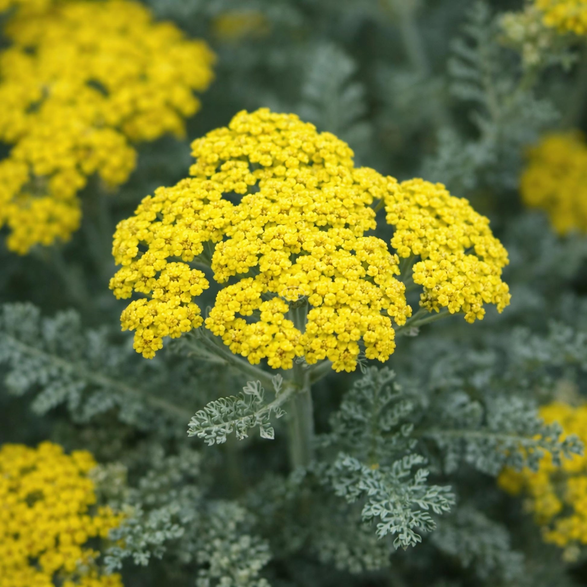 G874 Achillea Millefolium X 'moonshine' - View 6 from www redcrocus com