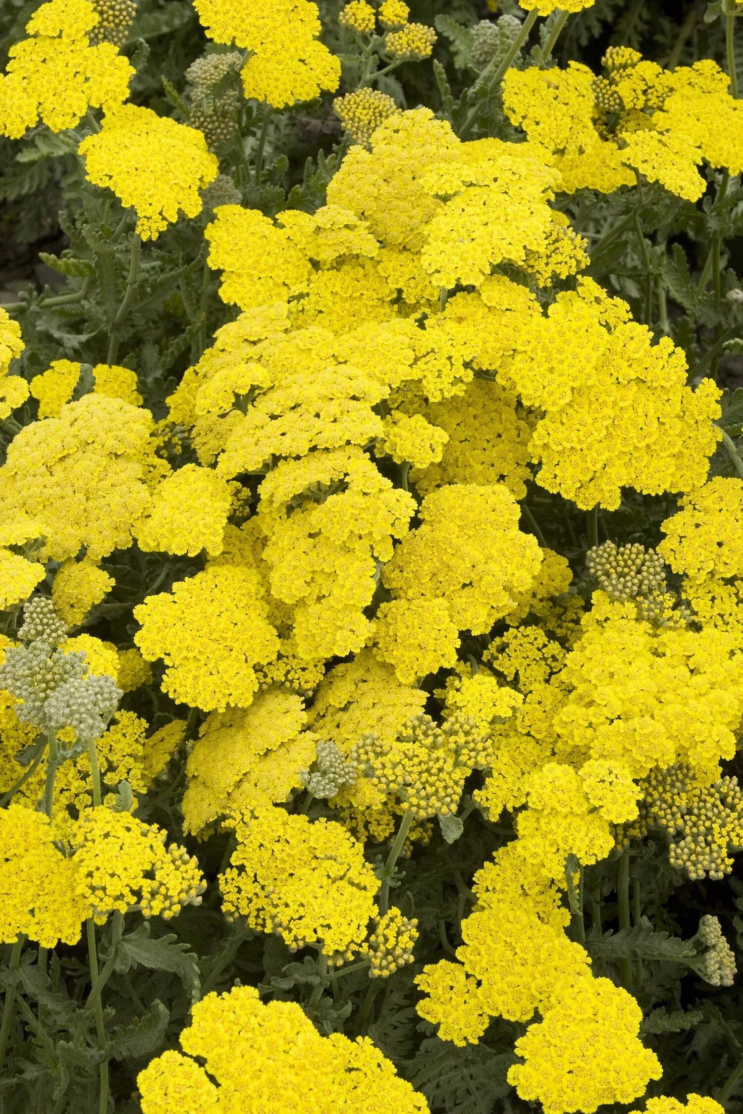 G874 Achillea Millefolium X 'moonshine' - View 8 from www redcrocus com