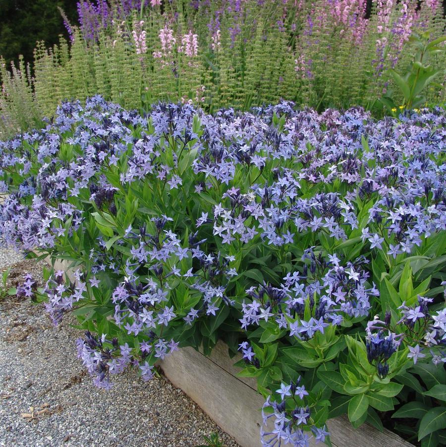G875 Amsonia Tabernaemontana 27blue Ice 27 10 55fcd98f 16af 42db 8af0 784170292bf7 from www redcrocus com