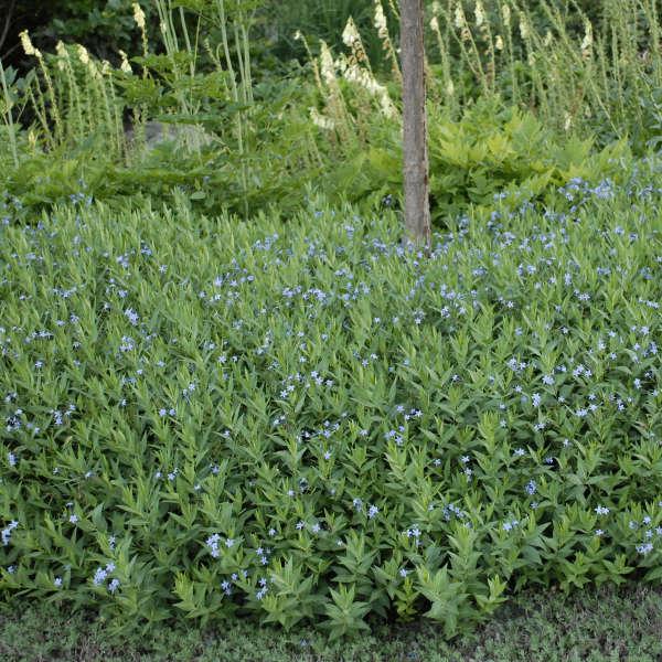 G875 Amsonia Tabernaemontana 27blue Ice 27 11 0c941328 8f11 4748 8140 2b4d97f6d38a from www redcrocus com