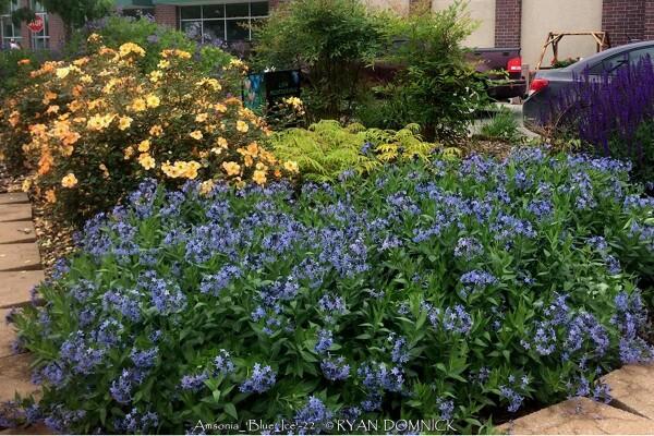 G875 Amsonia Tabernaemontana 27blue Ice 27 14 Cf2ec780 Ad04 4d2f A19c C807e05ba097 from www redcrocus com