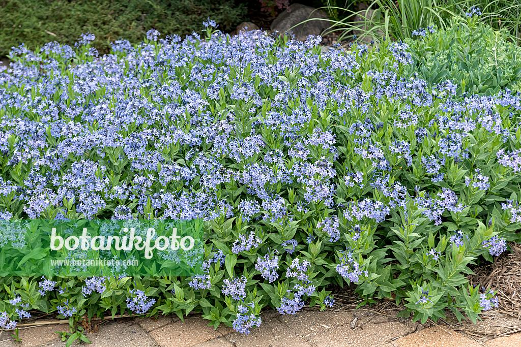 G875 Amsonia Tabernaemontana 27blue Ice 27 16 D42c74ce 7553 4b2e 83a0 4a3f573fc475 from www redcrocus com