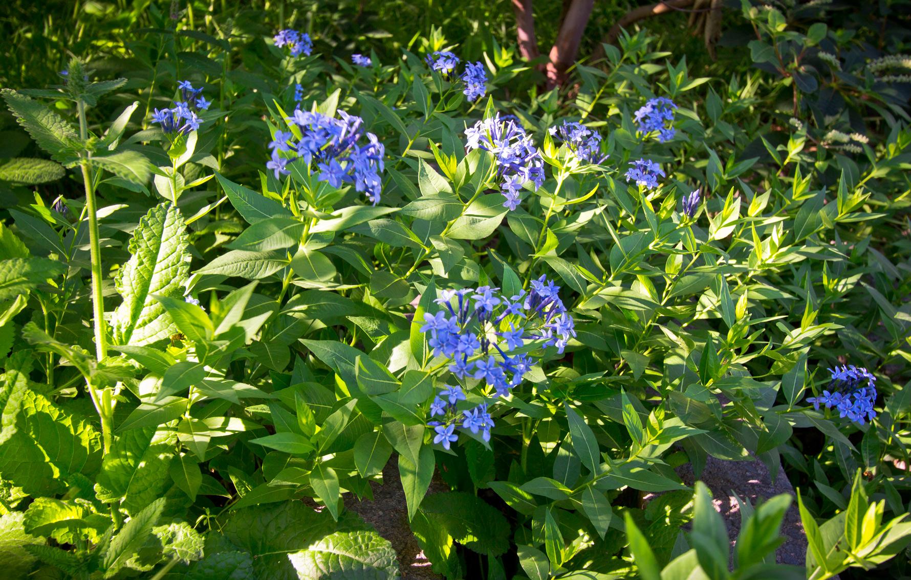 G875 Amsonia Tabernaemontana 27blue Ice 27 17 6c0c4e68 B9a5 40e7 A129 Ab6d0d3d97c6 from www redcrocus com