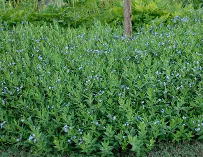 G875 Amsonia Tabernaemontana 27blue Ice 27 18 8a11584f Eace 4804 9ccf 917a51376328 from www redcrocus com