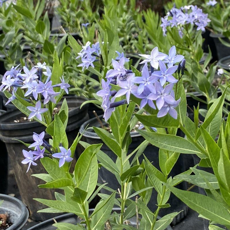 G875 Amsonia Tabernaemontana 27blue Ice 27 19 Ee5866d0 F71d 4f56 8d5d 7e159ca7817a from www redcrocus com