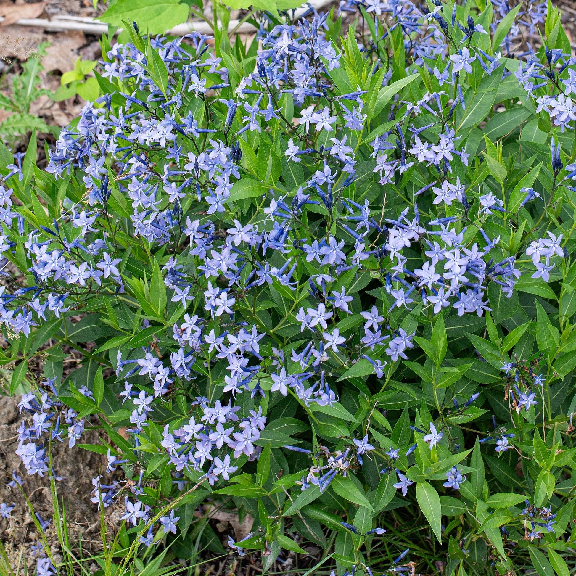 G875 Amsonia Tabernaemontana 27blue Ice 27 1 32e23be1 C9d2 45b5 A2b7 Bda095061c73 from www redcrocus com