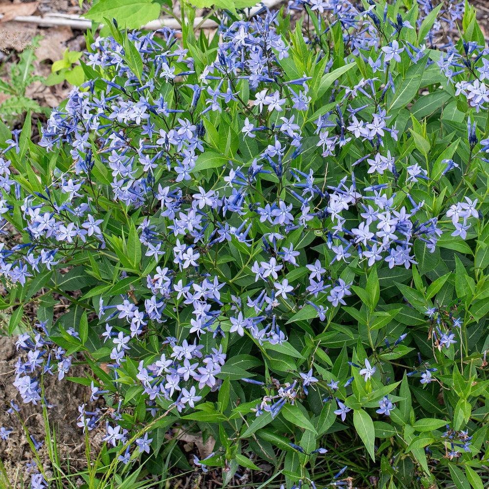 G875 Amsonia Tabernaemontana 27blue Ice 27 20 Cd21e4c3 0f71 4411 9f04 92d8c73fa07b from www redcrocus com