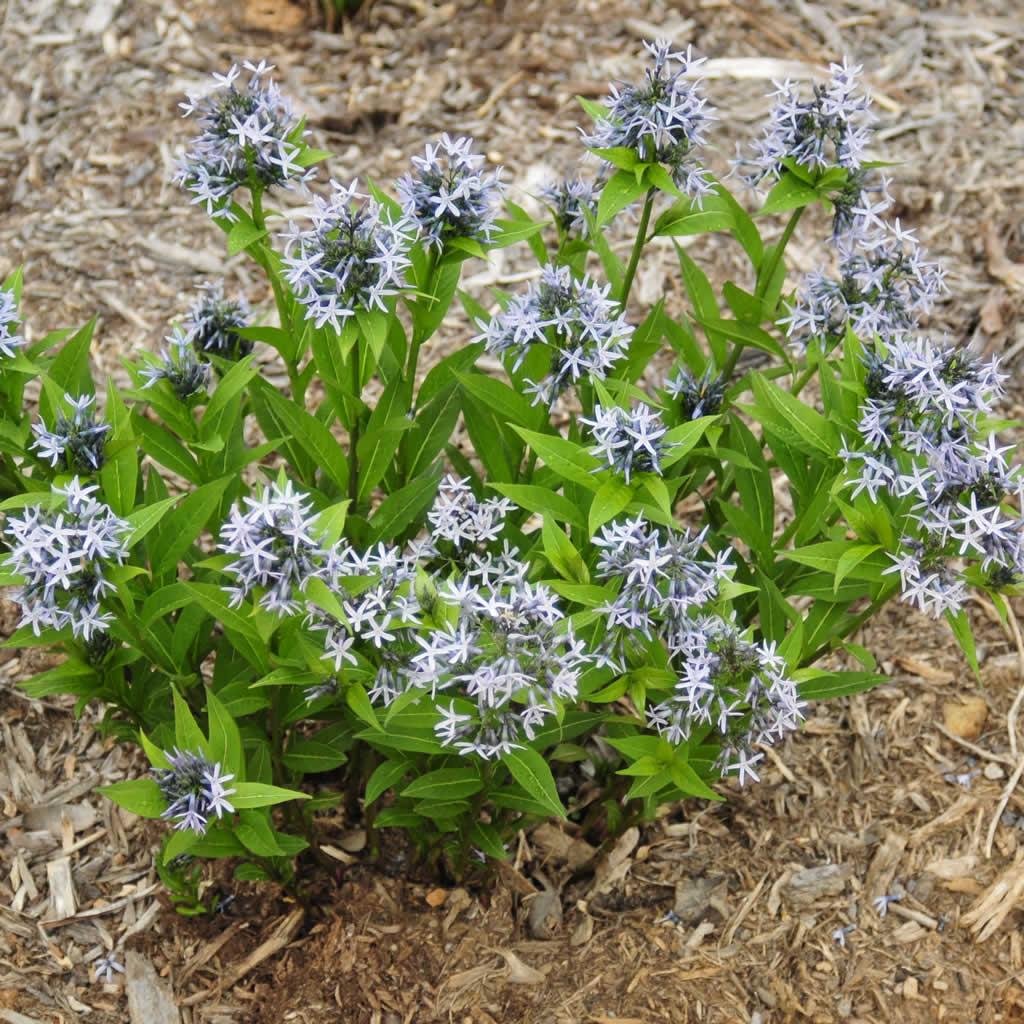 G875 Amsonia Tabernaemontana 'blue Ice' - View 24 from www redcrocus com