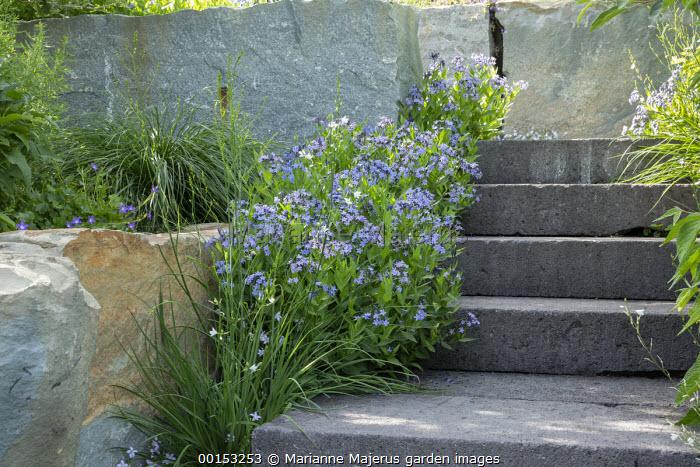 G875 Amsonia Tabernaemontana 27blue Ice 27 26 F5b00d95 Dbb3 4e40 9d98 E765922feee5 from www redcrocus com